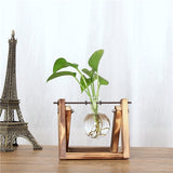 Creative Hydroponic Plant Transparent Vase