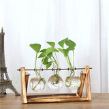Creative Hydroponic Plant Transparent Vase